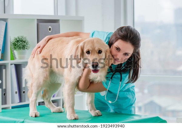 Golden retriever dog general\
examination by vet during appointment in veterinary\
clinic