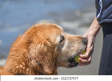 Golden Retriever dog giving ball to person's hand with beach background. - Powered by Shutterstock