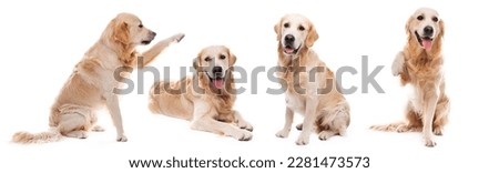 Golden retriever dog giving paw sideways isolated on white background