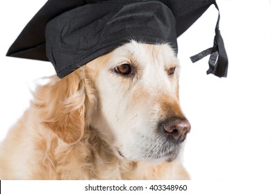 Golden Retriever dog with graduation cap and white background
