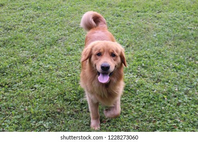 Golden Retriever Dog In Grass Field With Tongue Stuck Out Looking Happy With Tail Wagging.