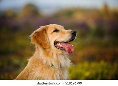 Golden Retriever dog headshot
