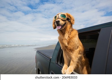 Golden retriever dog with his head out the car window