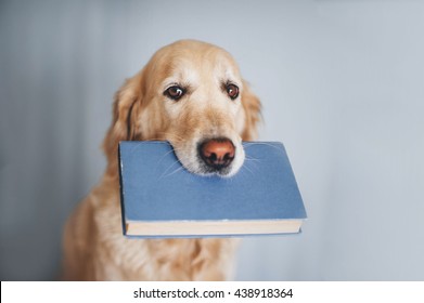 Golden Retriever Dog Holding Blue Book On A White Background