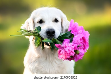 Golden Retriever Dog Puppy Puddle Umbrella Stock Photo 421092781 ...