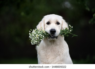 golden retriever dog holding flowers in mouth