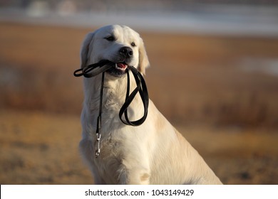 Golden Retriever. Dog Holding Leash. 