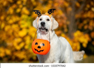 golden retriever dog holding a pumpkin basket for Halloween