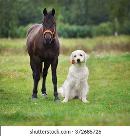 golden retriever dog with a horse