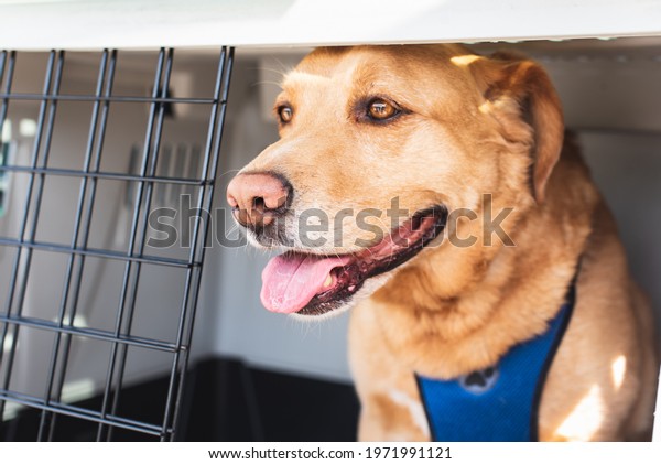 Golden retriever dog inside a car carrier, travel\
with animals