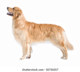 Golden Retriever Dog Isolated