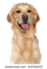 Golden Retriever Dog Isolated On A White Background