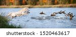 golden retriever dog jumping into water hunting ducks