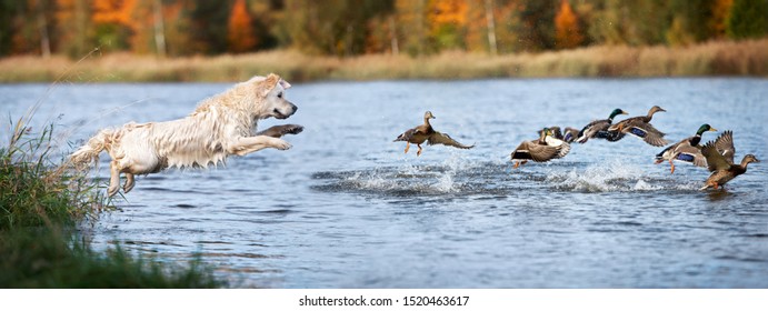 Golden Retriever Dog Jumping Into Water Hunting Ducks