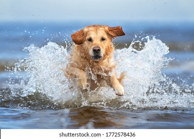 Golden Retriever Dog Jumping Into Water Stock Photo 1772578436 ...