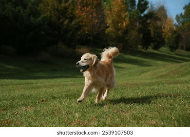 A golden retriever dog jumping into the air, attempting to catch a ball in a grassy field - Powered by Shutterstock