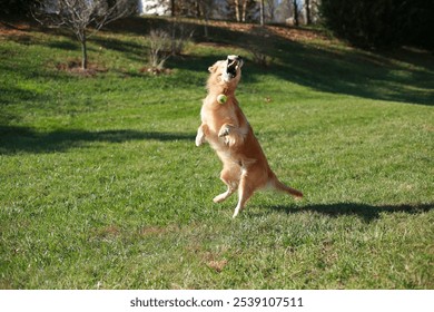 A golden retriever dog jumping into the air, attempting to catch a ball in a grassy field - Powered by Shutterstock