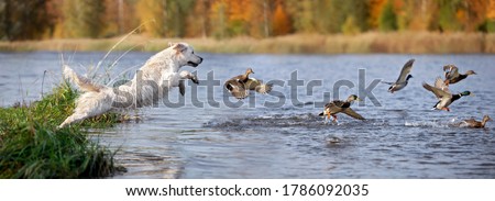 golden retriever dog jumping into the river chasing ducks