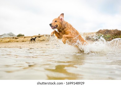 Golden Retriever Dog Jumping And Splashing Into Water