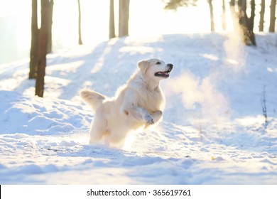 Golden Retriever dog jumping in winter forest on sunset