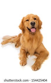 A Golden Retriever Dog Laying Down