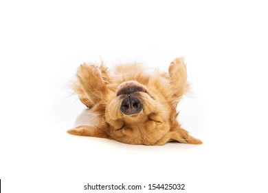 Golden Retriever Dog Laying Upside Down On His Back