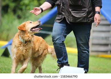 A Golden Retriever Dog Is Learning To Follow His Master At Dog School, Germany.