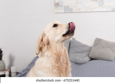 Golden Retriever Dog Licking Up Nose While Sitting On Bed At Home