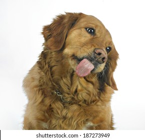 Golden Retriever Dog Licks The Glass