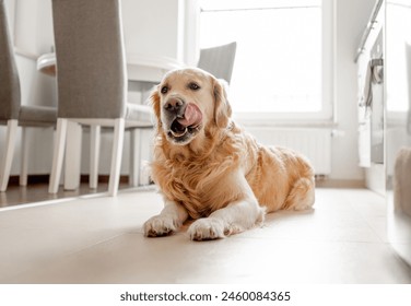 Golden Retriever Dog Lies And Licks Itself On Kitchen Floor Bathed In Light - Powered by Shutterstock