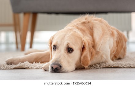 犬 悲しい の写真素材 画像 写真 Shutterstock