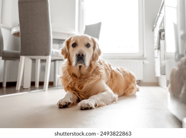 Golden Retriever Dog Lies On Kitchen Floor Bathed In Light - Powered by Shutterstock