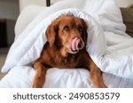 Golden Retriever dog lies under a white blanket on the sofa in the living room and licks his lips looking forward. The dog stuck out its tongue, funny face.