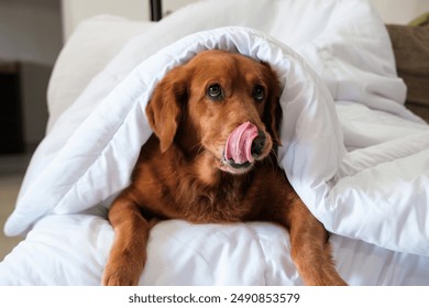 Golden Retriever dog lies under a white blanket on the sofa in the living room and licks his lips looking forward. The dog stuck out its tongue, funny face.