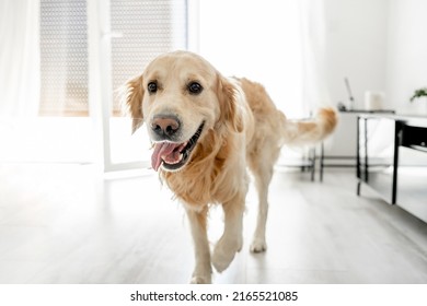 Golden retriever dog looking at camera at home. Cute purebred doggy pet in room with daily light