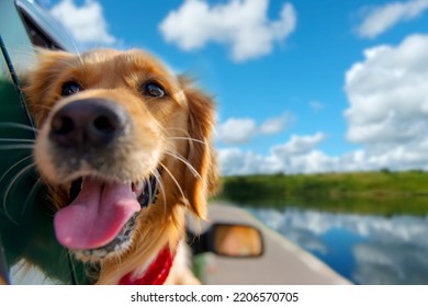 Golden Retriever dog Looking Out Of Car Window - Shutterstock ID 2206570705