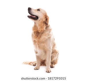 Golden Retriever Dog Looking Up To Side