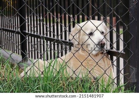 Golden retriever dog lying behind a fence.