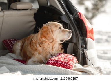 how do you travel long distance with a dog in a car