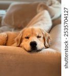 Golden Retriever dog lying down and sleeping on the couch and looking at the camera with a cute face 