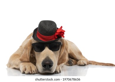 Golden Retriever Dog Lying Down And Wearing Sunglasses With A Hat And Feeling Badass