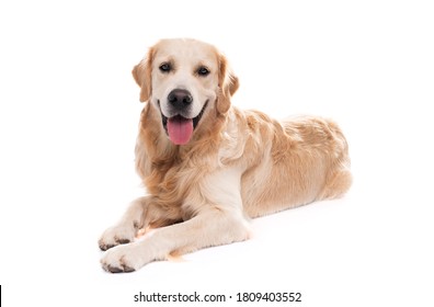 Golden retriever dog lying, isolated on a white background - Shutterstock ID 1809403552