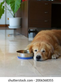 Golden Retriever Dog lying next to a bowl waiting for meal