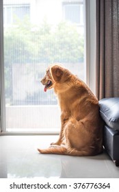 Golden Retriever Dog Lying On The Floor Looking Sad