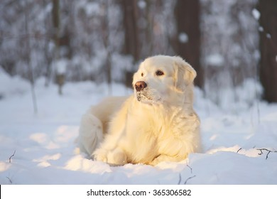 Golden Retriever dog lying in the snow in winter forest in sunny weather