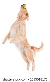 Golden Retriever Dog, Mascot Jumping On White Background