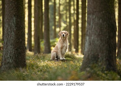 Golden retriever dog in nature - Powered by Shutterstock