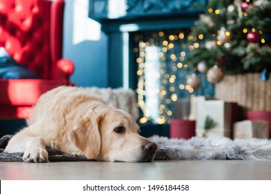Golden retriever dog near Cristmas Tree, presents and lights in hotel or home living room with fireplace and classic chair. Interior with Pantone 2019 tends colours Valiant Poppy and Nebulas Blue.