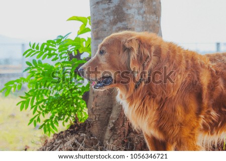 golden retriever dog on background
