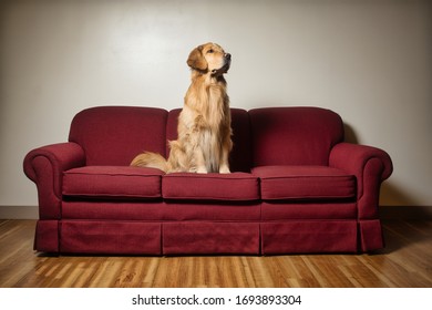 Golden retriever dog on burgundy couch looking to right of picture